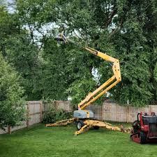 Best Lawn Renovation and Restoration  in Livingston, TN