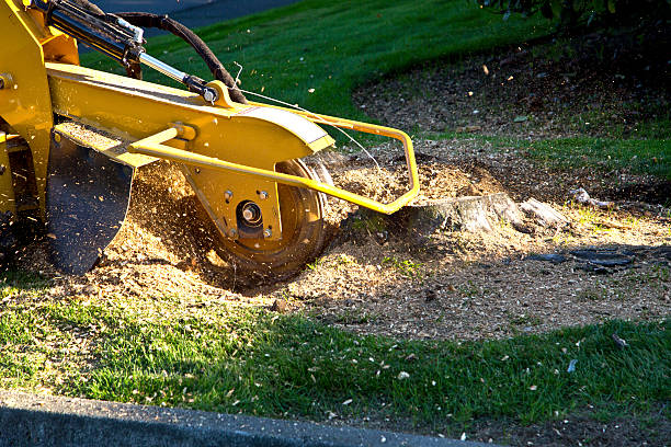 Best Tree Disease Treatment  in Livingston, TN
